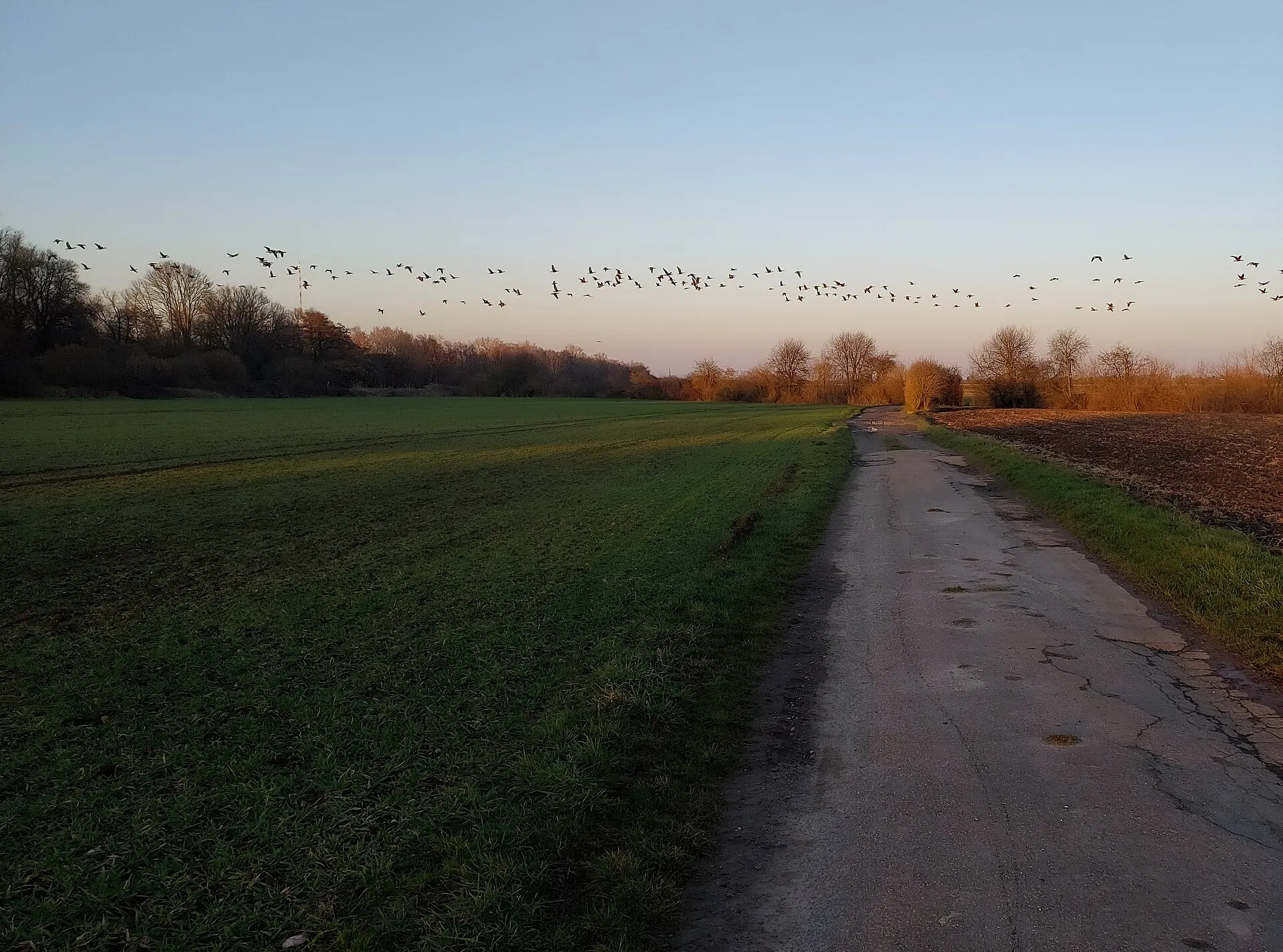 Wildgänse in den Rheinauen am Niederrhein